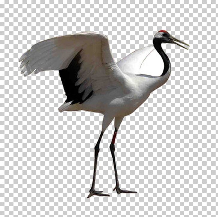 Red-crowned Crane White Stork Bird Grey Crowned Crane PNG, Clipart, Beak, Bird, Black Crowned Crane, Ciconiiformes, Crane Free PNG Download