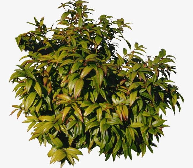 Mango Tree PNG, Clipart, Branches, Branches And Leaves, Leaves, Mango, Mango Clipart Free PNG Download