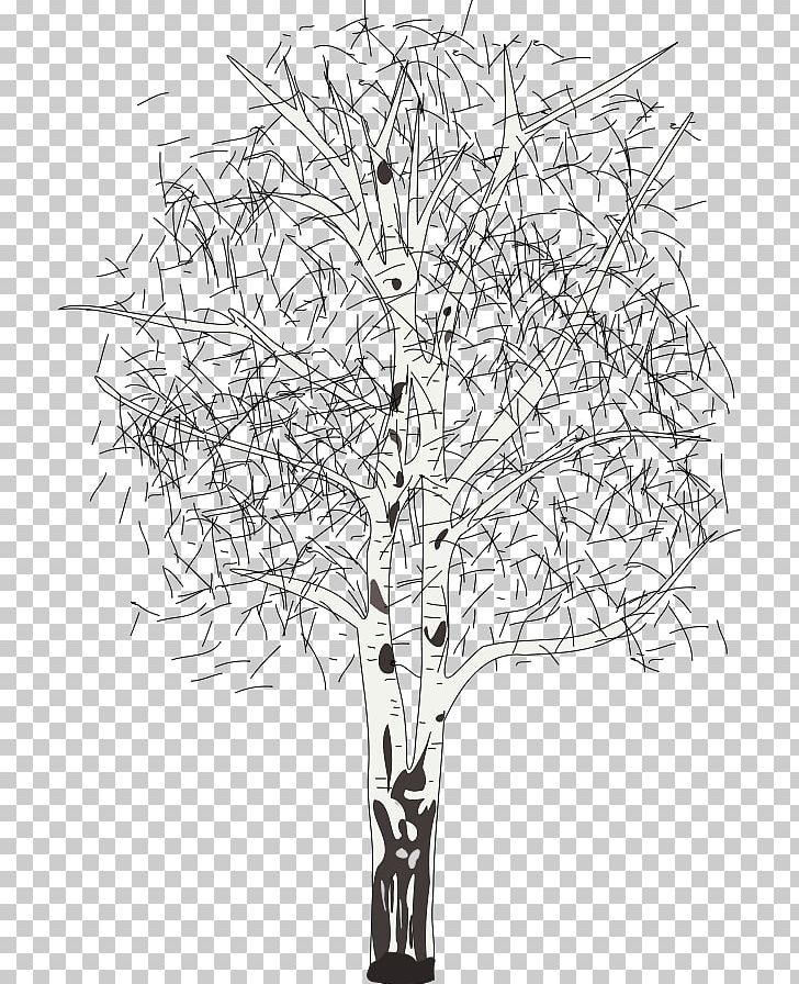 Silver Birch Betula Lenta Tree PNG, Clipart, Aspen, Betula Lenta, Birch, Birch Cliparts, Black And White Free PNG Download