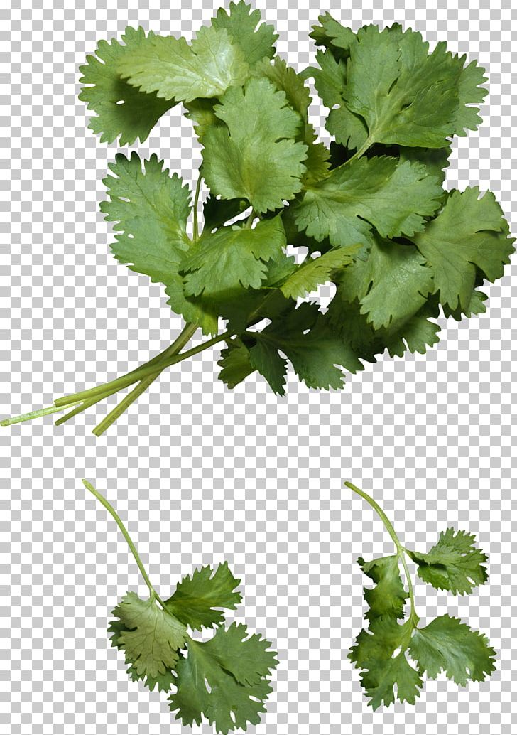 Coriander Plant Vietnamese Cuisine Health Heavy Metal Detoxification PNG, Clipart, Celery, Coriander, Food, Grape Leaves, Grapevine Family Free PNG Download