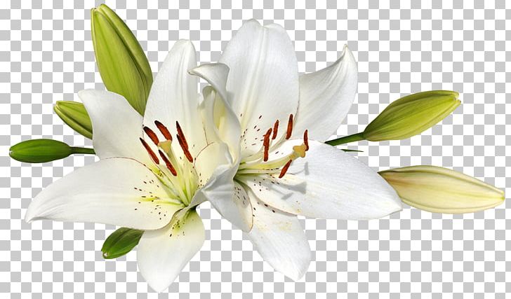 Easter Lily Flower Stock Photography PNG, Clipart, Clip Art, Cut Flowers, Easter, Easter Lily, Flower Free PNG Download