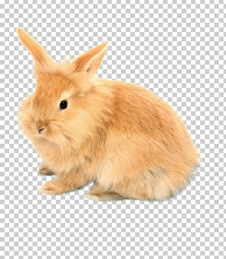 Domestic Rabbit Easter Bunny Hare PNG, Clipart, Animal, Animals, Animation, Christmas, Desktop Wallpaper Free PNG Download