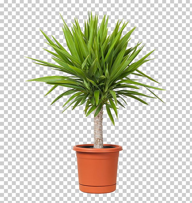 Spineless Yucca Houseplant Flowerpot Container Garden PNG, Clipart, Arecales, Carrot Tomato Paprika Water Splash, Dracaena, Dracaena Fragrans, Evergreen Free PNG Download