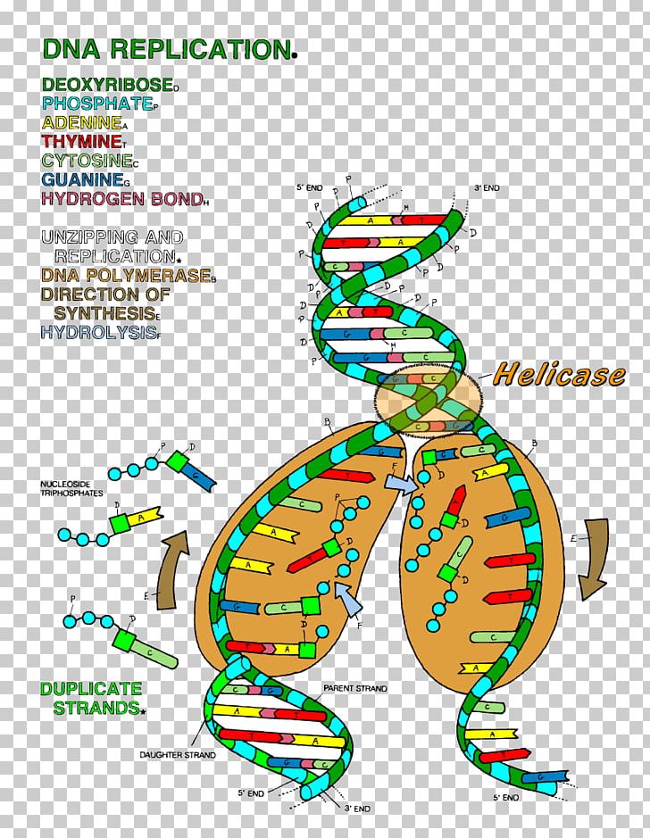 The Double Helix: A Personal Account Of The Discovery Of The Structure Of DNA DNA Replication Color Transcription PNG, Clipart, Area, Biology, Cell, Codon, Color Free PNG Download
