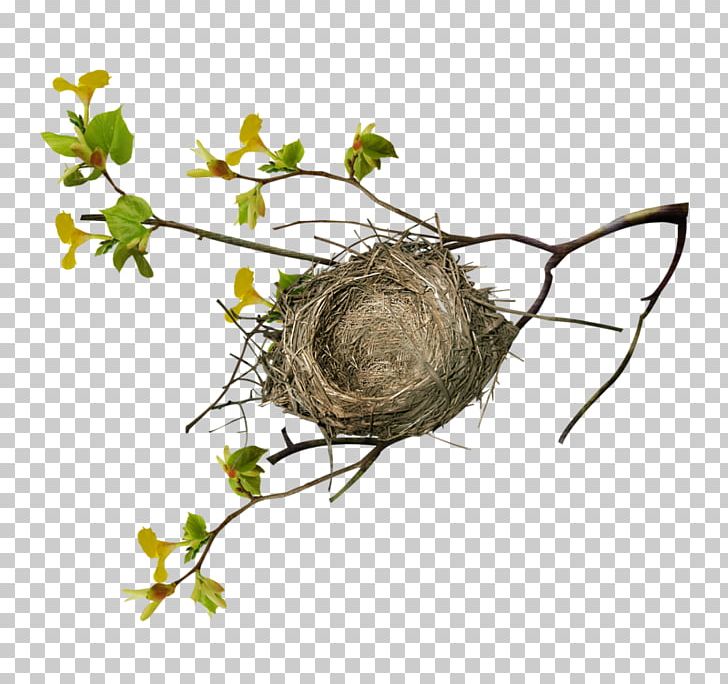 Branch Tree Bird Nest PNG, Clipart, Animals, Bird, Bird Nest, Bird Nest Vector, Birds Nest Free PNG Download