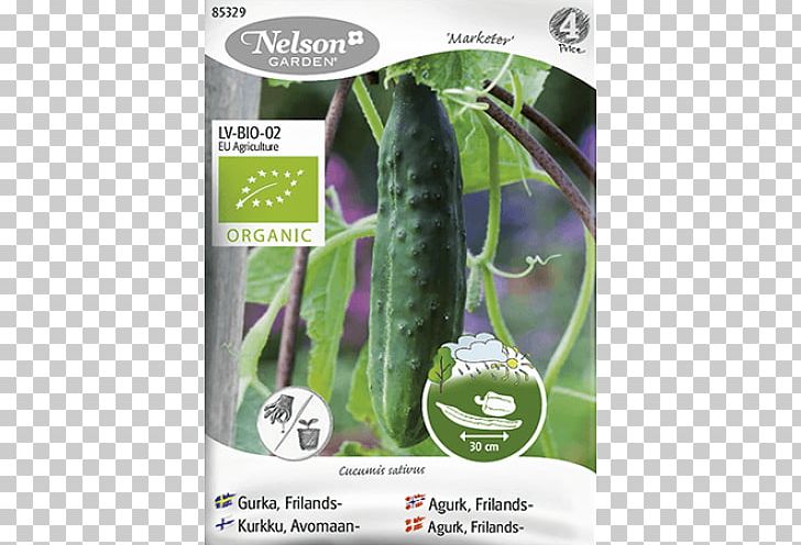 Cucumber Seed Finland Всхожесть семян Vegetable PNG, Clipart, Carrot, Common Bean, Crop Yield, Cucumber, Cucumber Gourd And Melon Family Free PNG Download
