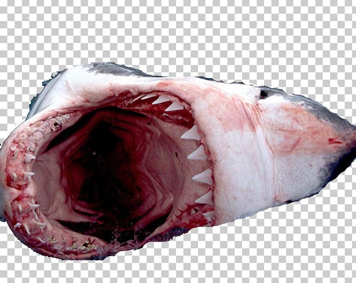 Great White Shark Megalodon Shark Attack Lemon Shark PNG, Clipart, Animals, Animal Source Foods, Basking Shark, Carcharodon, Closeup Free PNG Download