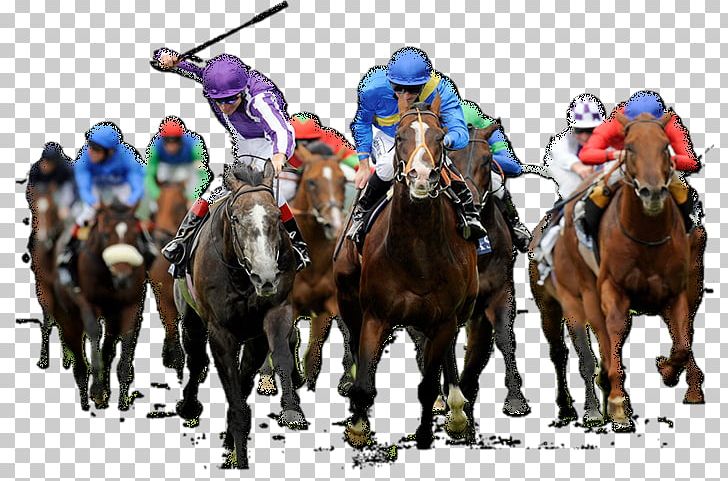 Horse Racing The Grand National Greeting & Note Cards PNG, Clipart, Aintree Racecourse, Amp, Animal Sports, Birthday, Equestrian Free PNG Download