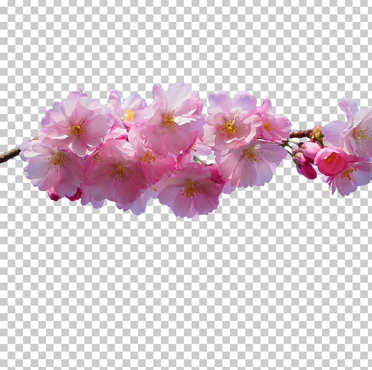 Pink Flowers Desktop PNG, Clipart, Blossom, Branch, Cherry Blossom, Dahlia, Desktop Wallpaper Free PNG Download