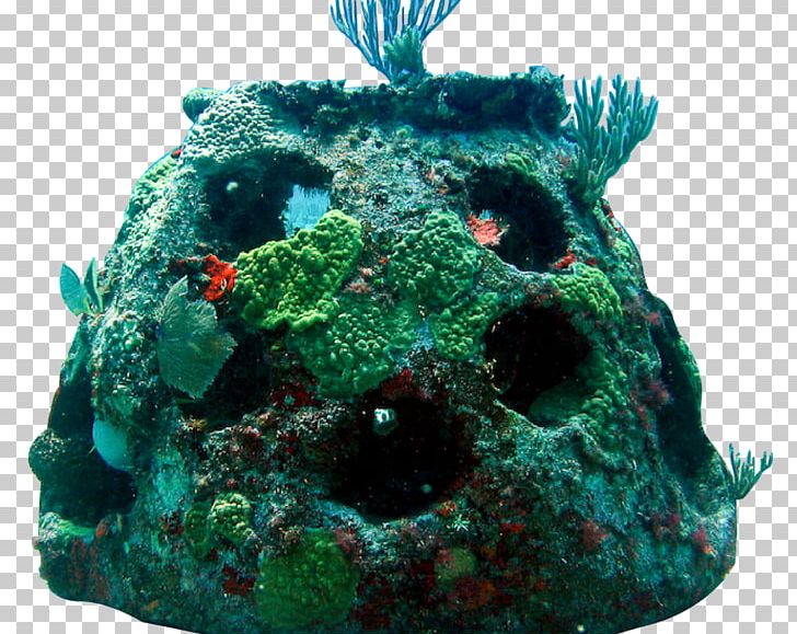 The Reef Ball Foundation Artificial Reef Coral Reef Sea PNG, Clipart, Artificial Reef, Burial, Burial At Sea, Coral, Coral Reef Free PNG Download