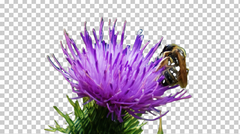 European Marsh Thistle Thistle Flower Greater Burdock Plant PNG, Clipart, Artichoke Thistle, Burdock, Cynara, European Marsh Thistle, Flower Free PNG Download