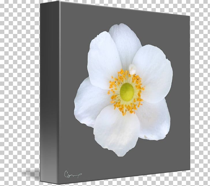 Flowering Plant Gallery Wrap Petal Rosaceae PNG, Clipart, Anemone, Art, Canvas, Flower, Flowering Plant Free PNG Download