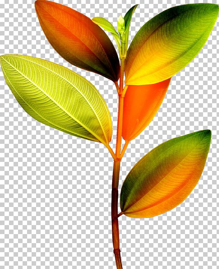 Leaf Branch Plant Stem PNG, Clipart, Branch, Flower, Information, Leaf, Megabyte Free PNG Download