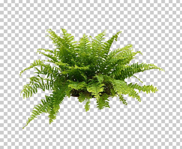 Sword Fern Houseplant Bird's-nest Fern Plants PNG, Clipart,  Free PNG Download