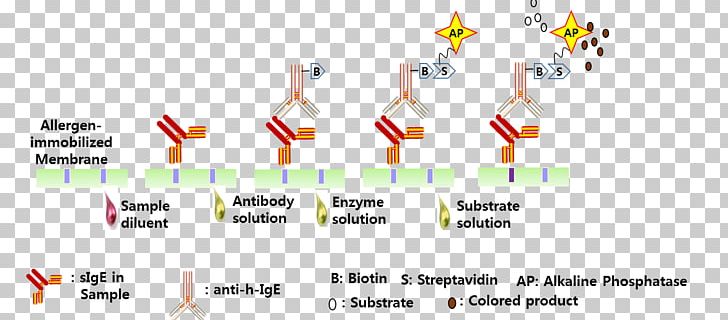 Allergen Allergy Immunoglobulin E Serum Atopy PNG, Clipart, Allergen, Allergen Immunotherapy, Allergy, Angle, Antibody Free PNG Download