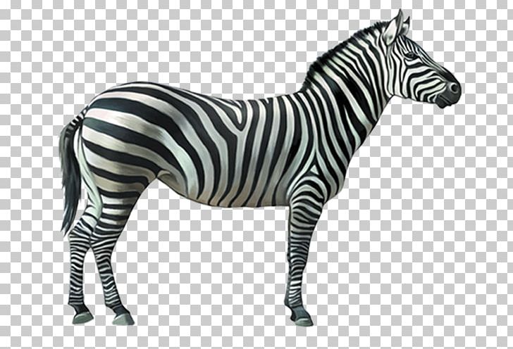 Burchell's Zebra Stripe Quagga Horse PNG, Clipart,  Free PNG Download