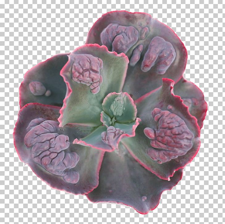 Echeveria Succulent Plant Magenta Purple Mount Etna PNG, Clipart, Art, Cactaceae, Com, Echeveria, Flower Free PNG Download