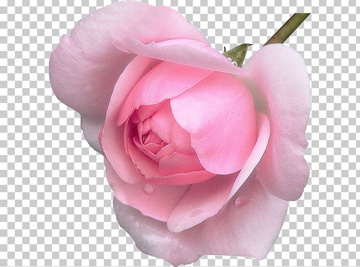 Friendship Day Greeting Pink Flowers Love PNG, Clipart, Attitude, Camellia, China Rose, Cut Flowers, Desktop Wallpaper Free PNG Download