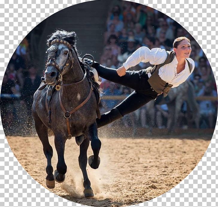 Stallion Equestrian Rodeo Western Riding Horse Show PNG, Clipart, Artist, Bridle, Equestrian, Equestrian Sport, Halter Free PNG Download