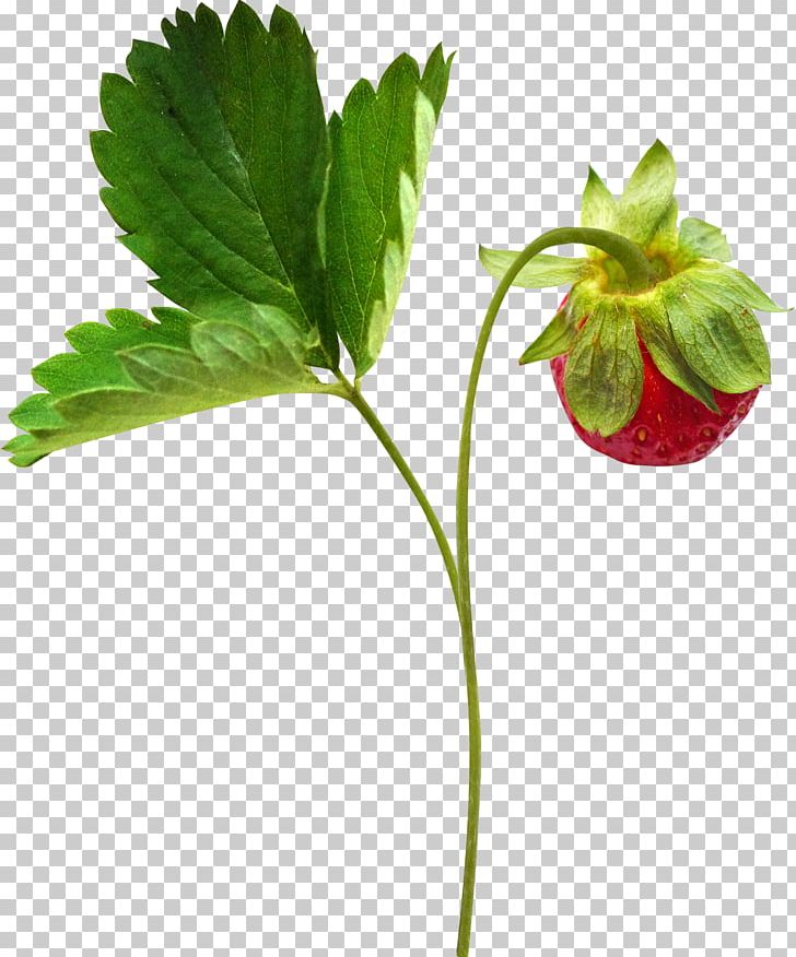 Strawberry Fruit PNG, Clipart, Auglis, Branch, Cherry Tomato, Flower, Fruit Free PNG Download