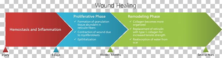 Wound Healing Type I Collagen Scar Granulation Tissue PNG, Clipart, Brand, Collagen, Collagen Type Iii Alpha 1, Fibroblast, Fibrosis Free PNG Download