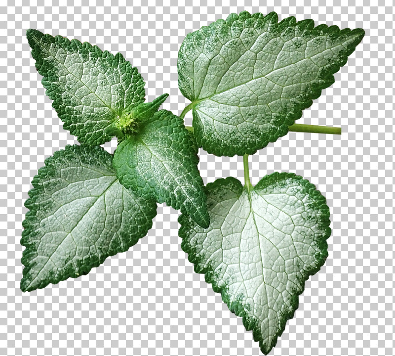 Leaf Plant Flower Tree Herb PNG, Clipart, Flower, Herb, Leaf, Mint, Nettle Family Free PNG Download