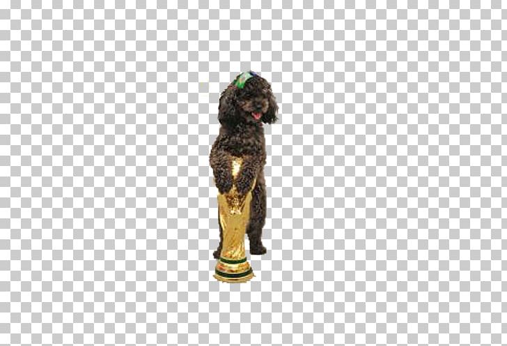 Boykin Spaniel Award Pet Dog Breed PNG, Clipart, Award, Award Certificate, Awards, Boykin Spaniel, Breed Free PNG Download