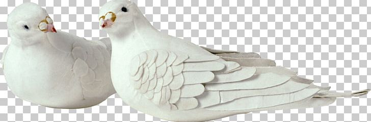 Columbidae Rock Dove Bird PNG, Clipart, Animal Figure, Animals, Beak, Bird, Columbidae Free PNG Download