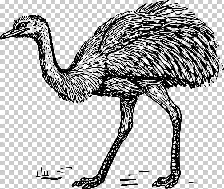 Common Ostrich Bird Greater Rhea Drawing PNG, Clipart, Animal, Animals, Animation, Art, Beak Free PNG Download