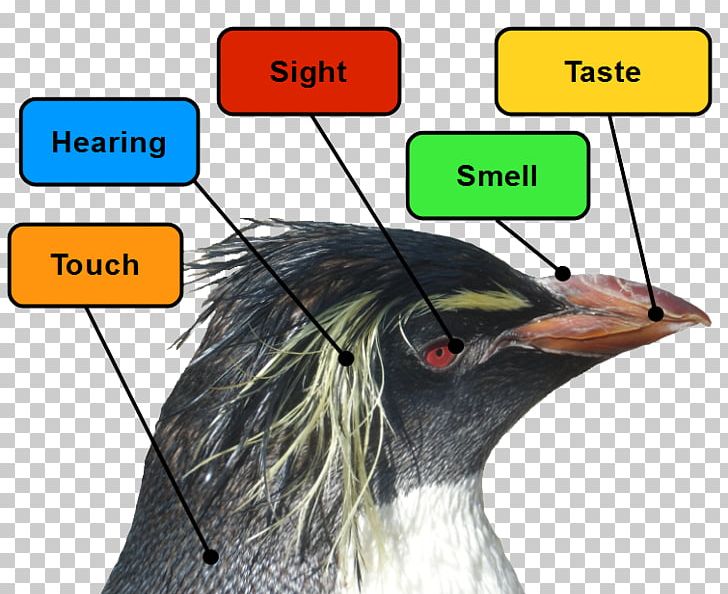 Emperor Penguin Sense Bird Ear PNG, Clipart, Angle, Animals, Beak, Bird, Color Free PNG Download