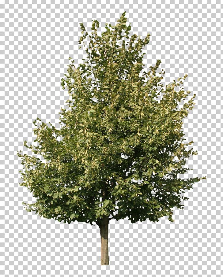 Fraxinus Americana Askur Fraxinus Pennsylvanica Fraxinus Ornus Tree PNG, Clipart, Arborist, Ash, Askur, Birch, Branch Free PNG Download