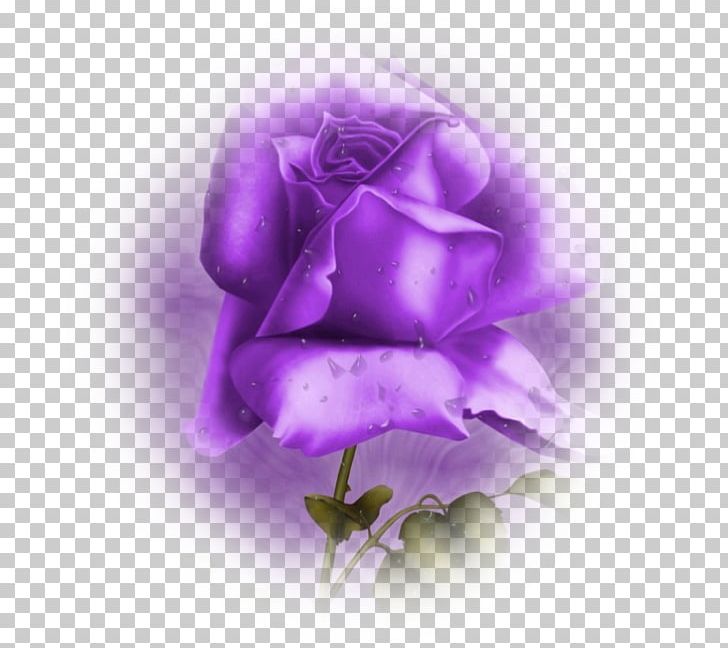 Thought Flower Violet Garden Roses PNG, Clipart, Anime, Blue Rose, Blume, Bud, Closeup Free PNG Download