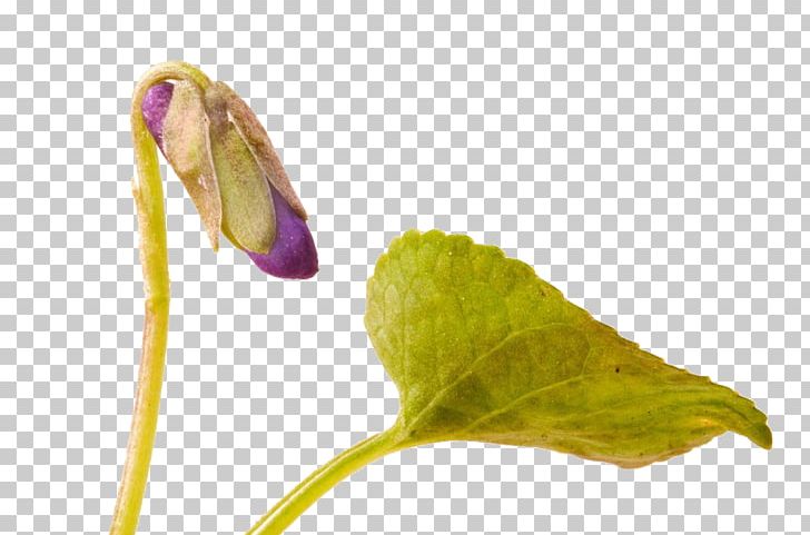 Insect Close-up Plant Stem PNG, Clipart, Bud, Closeup, Flower, Insect, Organism Free PNG Download