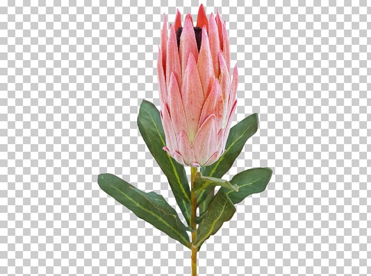 King Protea Cut Flowers Sugarbushes Bud PNG, Clipart, Artificial Flower, Bud, Color, Cut Flowers, Flower Free PNG Download