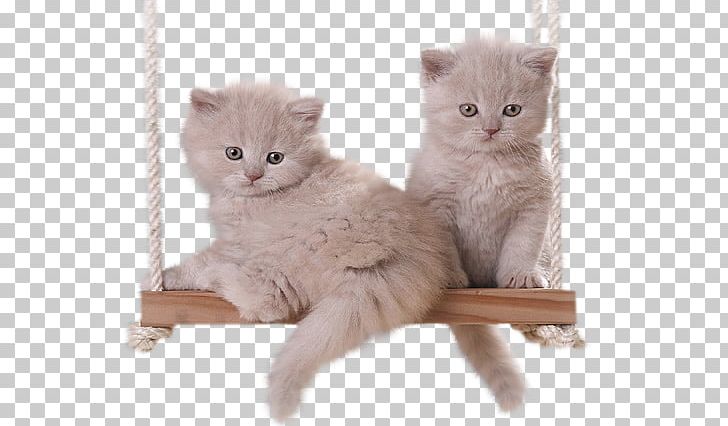 Kitten GIF Persian Cat British Semi-longhair PNG, Clipart,  Free PNG Download