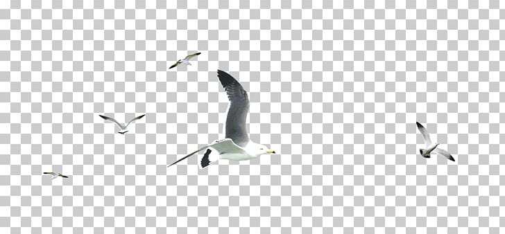 Water Bird Beak Pattern PNG, Clipart, Angle, Animals, Beak, Bird, Bird Cage Free PNG Download
