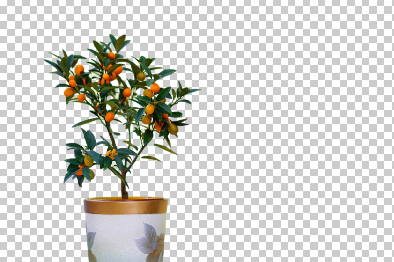 Houseplant Cut Flowers Flora Flower Tree PNG, Clipart, Biology, Cut Flowers, Flora, Flower, Houseplant Free PNG Download