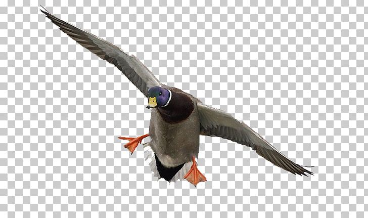 Duck Mallard Flight Photography Feather PNG, Clipart, Anas, Beak, Bird, Duck, Ducks Geese And Swans Free PNG Download