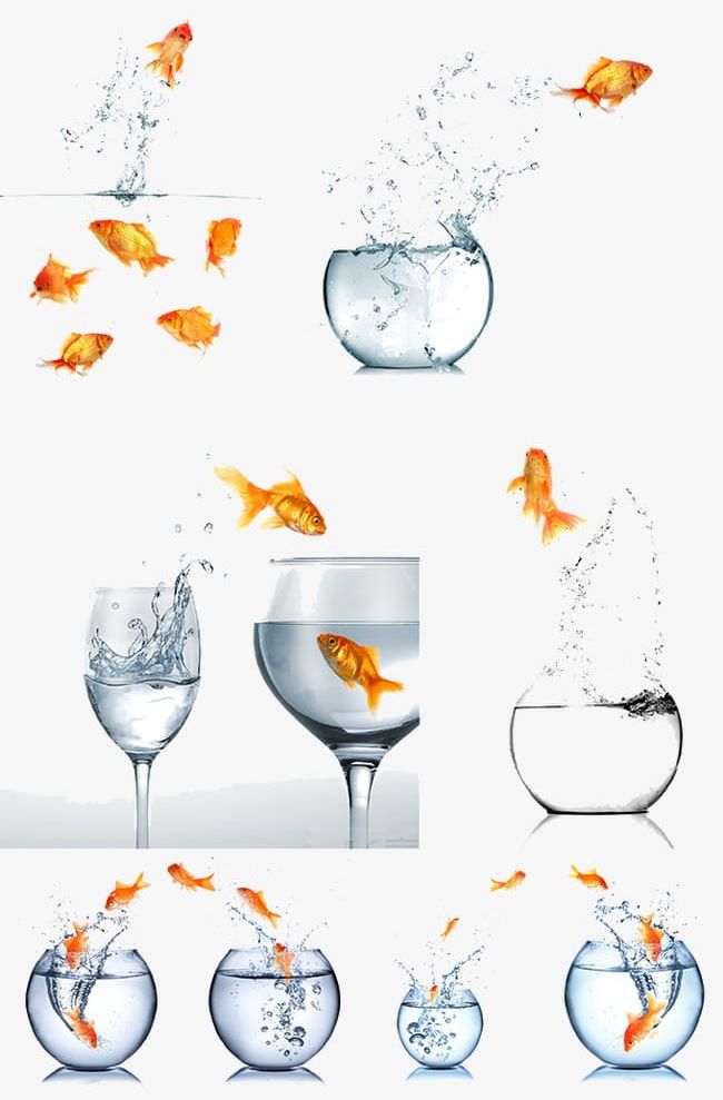 Goldfish Jump Out Of The Tank PNG, Clipart, Animal, Aquarium, Aquatic, Aquatic Creature, Creature Free PNG Download
