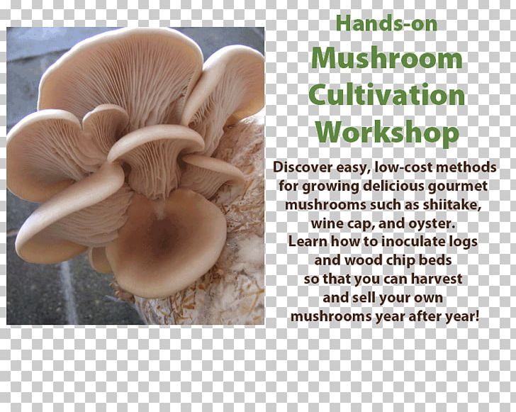 Oyster Mushroom Organism PNG, Clipart, Cultivation, Cultivation Workshop, Ingredient, Mushroom, Organism Free PNG Download