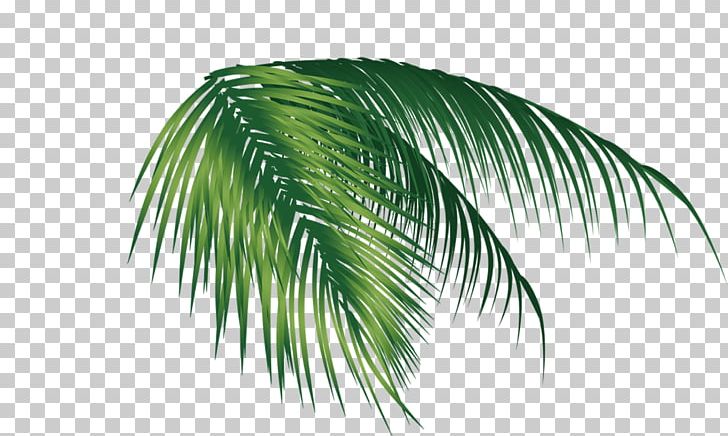 Coconut Leaf PNG, Clipart, Adobe Illustrator, Arecales, Banana, Banana Chips, Banana Leaf Free PNG Download