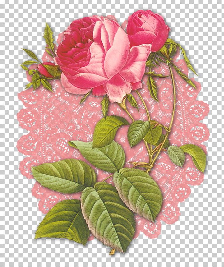 Garden Roses Cabbage Rose Floribunda Cut Flowers PNG, Clipart, China Rose, Cotton, Cut Flowers, Floral Design, Floribunda Free PNG Download