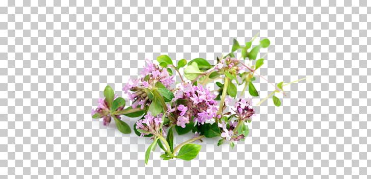 Garden Thyme Health Herb Medicine PNG, Clipart, Blossom, Branch, Disease, Flora, Flower Free PNG Download