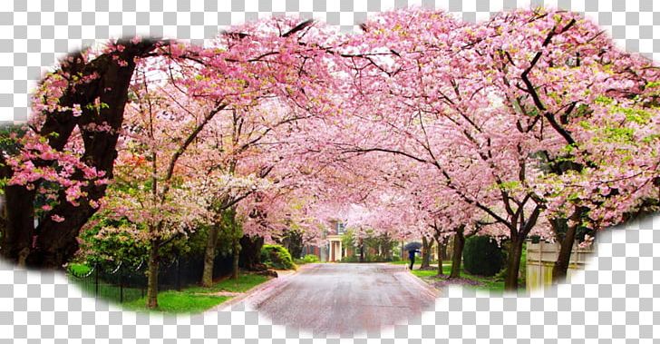 International Cherry Blossom Festival Cherries PNG, Clipart, Blossom, Bunga, Cerasus, Cherries, Cherry Free PNG Download