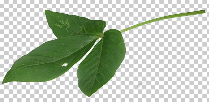 Leaf Mentha Canadensis Mint Chocolate PNG, Clipart, Creative, Creative Leaves, Creativity, Download, Drawing Free PNG Download