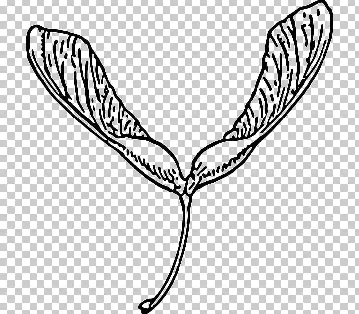 Open Seed Free Content Maple PNG, Clipart, Area, Artwork, Beak, Black And White, Download Free PNG Download