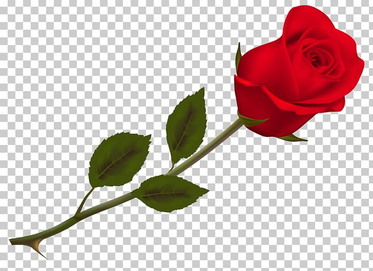 Rose PNG, Clipart, Clipart, Computer Wallpaper, Desktop Wallpaper, Flower, Flowering Plant Free PNG Download