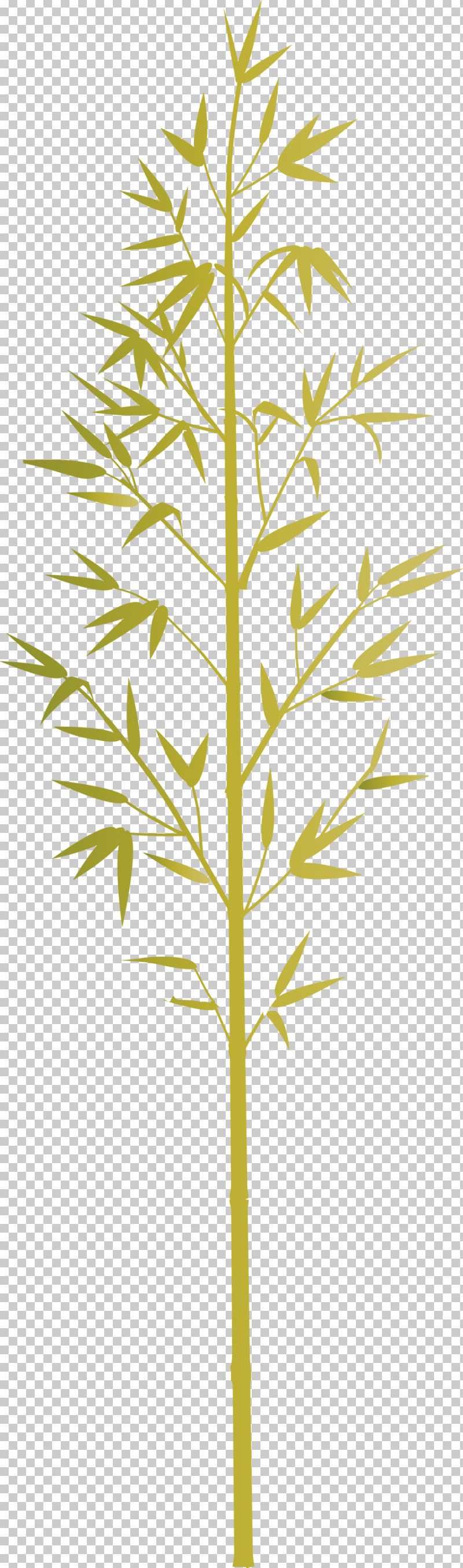 Bamboo Leaf PNG, Clipart, American Larch, Bamboo, Elymus Repens, Flower, Grass Free PNG Download