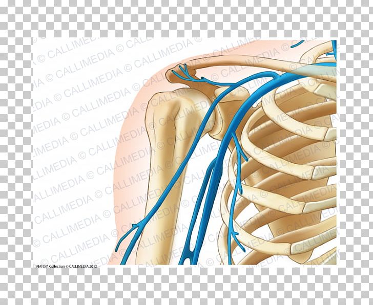 Shoulder Vein Anterior Humeral Circumflex Artery Arm PNG, Clipart, Abdomen, Anatomy, Arm, Artery, Axillary Artery Free PNG Download