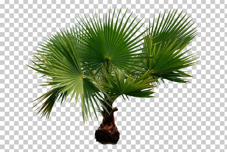 Arecaceae PNG, Clipart, Arecaceae, Arecales, Borassus Flabellifer, Coconut, Elaeis Free PNG Download